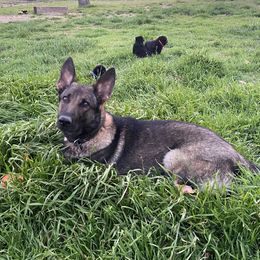 Nijah - German Shepherd