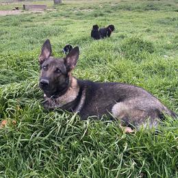 Nijah - German Shepherd