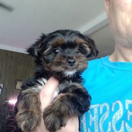 Assorted Doodle Crosses, Double Doodle, Maltipoo, Morkie, and Yorkipoo Puppies from Danza Bolo