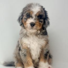 Tempo - Blue merle male Bernedoodle puppy in Fleming, Colorado from Vandenbark Doodles