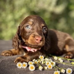 Girl 1 - Chocolate and tan Dachshund puppy in North Port, Florida from Jessica Louise Dachshunds