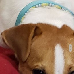 Russell Terrier Puppies from Jumpin' Jack's Terriers