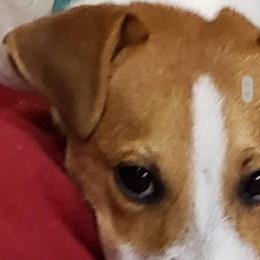 Russell Terrier Puppies from Jumpin' Jack's Terriers