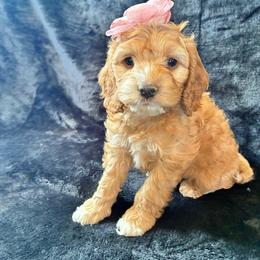 Grace - Golden female Cockapoo puppy in Adrian, Oregon from ApplebyFarm