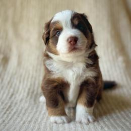 Jensen - Red tri male Miniature Australian Shepherd puppy in Wesley Chapel, Florida from August Oaks Aussies