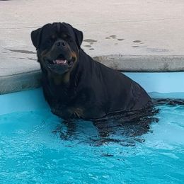 Edy - Rottweiler