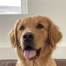 Golden Retrievers and Poodles from Lavender Valley Goldens