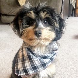 Aussiedoodles from Aussiedoodle Dandy