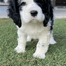 Catahoula Leopard Dog and Cocker Spaniel Puppies from Rich Cat’s