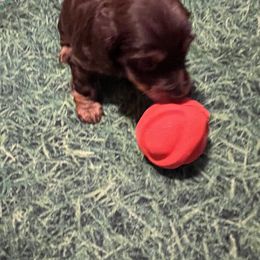 Dachshund Puppies from Crystals Little Doxies