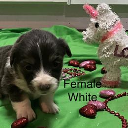 Puppy 8 - Black and tan female Pembroke Welsh Corgi puppy in Port Republic, Maryland from Bestfurends