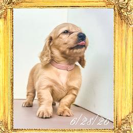 Princess Diana - Cream female Dachshund puppy in Splendora, Texas from Ram’s Kennels