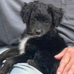 Daisy - Black and white female Aussiedoodle puppy in Nacogdoches, Texas from BA Mini Poodles