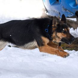 Petah - German Shepherd