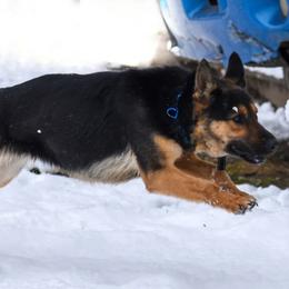 Petah - German Shepherd