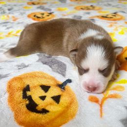 Boy2 - Chocolate male Pomsky puppy in Bolton, Connecticut from Elle Pomsky