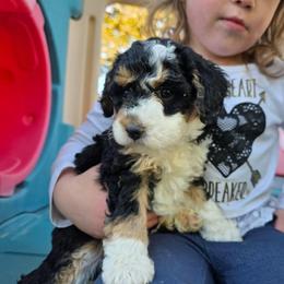 Isabella - Tri-color female Bernedoodle puppy in Blackfoot, Idaho from Draper Mountain Doodles
