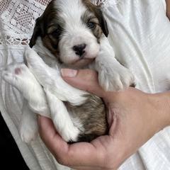 Cavachon, Cavalier King Charles Spaniel, and Cavapoo Puppies from LierChonPoo