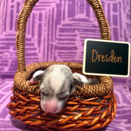 Dresden (Purple Collar) - Blue merle and white male Cardigan Welsh Corgi puppy in Greensboro, North Carolina from Wynnewood Kennels