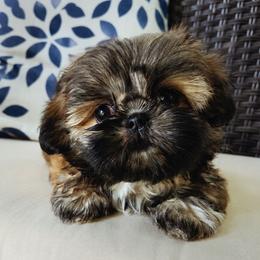 Penny - Black and tan female Shih Tzu puppy in Corona, California from Ju Shih Tzu