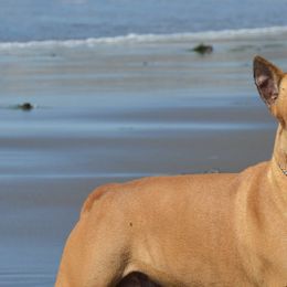 American Staffordshire Terriers from Ironstone Amstaffs