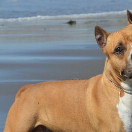 American Staffordshire Terriers from Ironstone Amstaffs