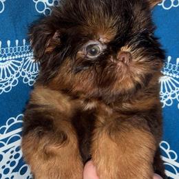 Topaz - Liver male Shih Tzu puppy in Russellville, Kentucky from The Patriot Tzu