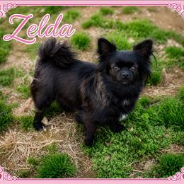 Zelda - Chihuahua