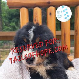 Assorted Doodle Crosses, Bernedoodle, Goldendoodle, and Poodle Puppies from Williams Lake Doodles