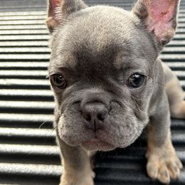 French Bulldogs from Asia