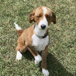 Brandy - Bernedoodle