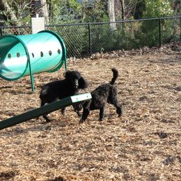 Poodle Puppies from Simply Standard Poodles
