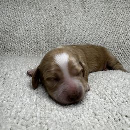 Miss Untoasted - Piebald female Dachshund puppy in Rialto, California from DashiesDachLLC