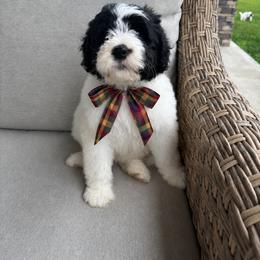 Mike - Black and white male Sheepadoodle puppy in Leeton, Missouri from Jane's Sheepadoodles