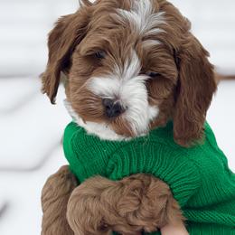 Bob Wallace - Goldendoodle puppy from Meadowlark Park