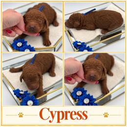 Cypress - Red  male Poodle puppy in Mount Vernon, Illinois from AMC Poodles