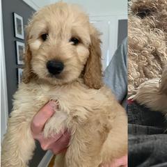 Double Doodle All Grown Up from COCKADOODLEPOO