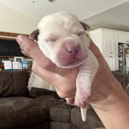 Orange collar - Yellow male Labrador Retriever puppy in Callahan, Florida from Black Bell Labrador Retrievers