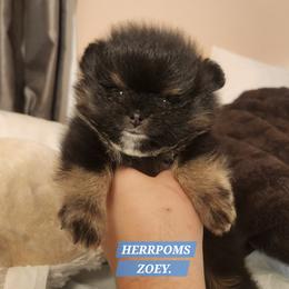 Pomeranian puppies from HERRPOMS
