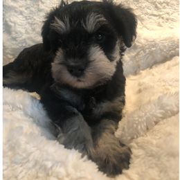 Miniature Schnauzer Puppies from Thaddeus's Miniature Schnauzers