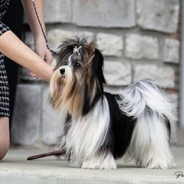 Biewer Terrier and Poodle Puppies from Ice Ice Baby Biewers & Poodles