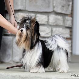 Biewer Terrier and Poodle Puppies from Ice Ice Baby Biewers & Poodles