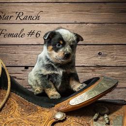 Female 6 - Blue female Australian Cattle Dog puppy in Waterloo, South Carolina from Star Ranch Australian Cattle Dogs