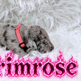 Primrose - Merle female Great Dane puppy in Montgomery, Texas from KD Sweet Southern Danes