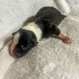 Wednesday - Black tri-color female Australian Shepherd puppy in Saint Maries, Idaho from North Idaho Aussies