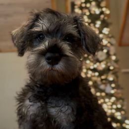 Woody - Black and silver male Miniature Schnauzer puppy in Akeley, Minnesota from Great Northern Schnauzers