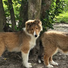 Shetland Sheepdogs from Costa Del Sol Shelties