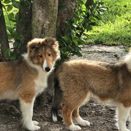 Shetland Sheepdogs from Costa Del Sol Shelties