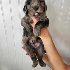 Double Doodle Puppies from Ramazzini Doodles