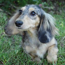 Blueberry Cheesecake - Dachshund